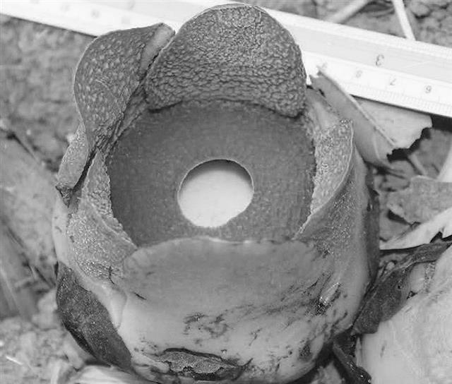 50 素晴らしいラフレシア Bw すべてのぬりえ