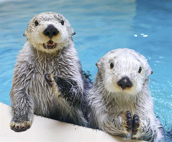 鳥羽水族館　コレクションカード　68種68枚　ラッコ 鳥羽水族館 コレクションカード 68種68枚 ラッコ 鳥羽水族館 70