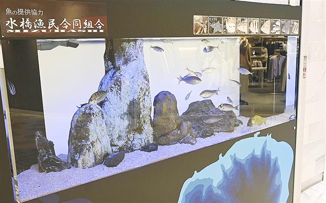 富山湾産の「未利用魚」を展示している商業施設「フューチャーシティファボーレ」の水槽=富山市