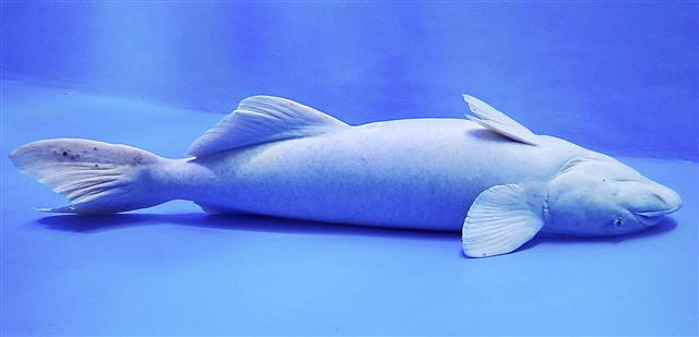 水槽の床にくっつくナガコバンの「バンちゃん」=3月、富山県魚津市(魚津水族館提供)