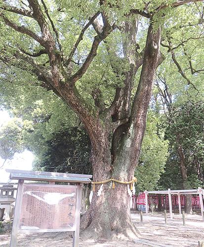 小牧神明社の連理木