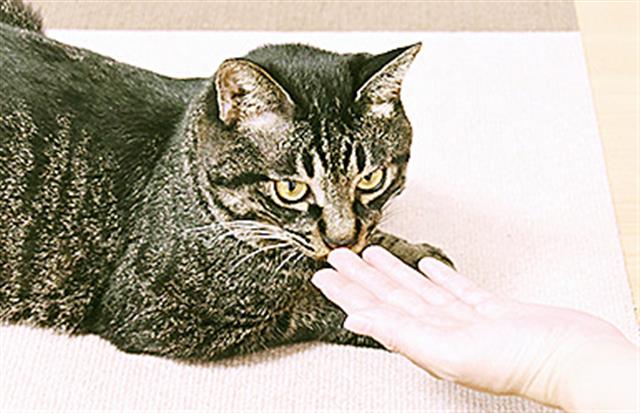 飼い主のにおいをかぐ猫