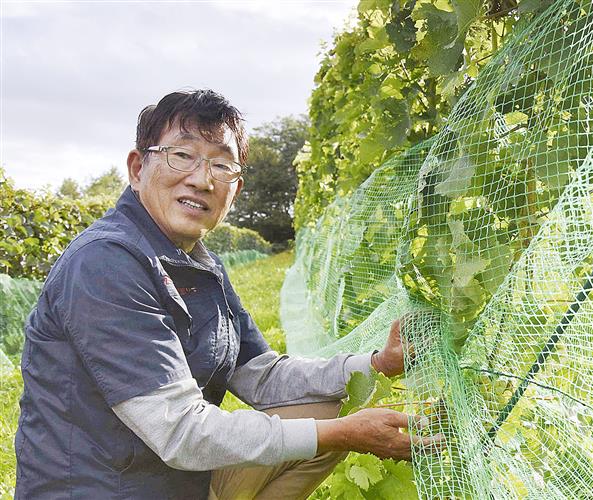 収穫前のブドウの様子を見る濱田洋文さん=北海道三笠市