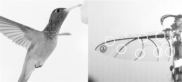 ホバリングするハチドリ(左)と実験に使ったロボットの翼。丸印の7カ所にセンサーを付けた(田中博人准教授ら提供)