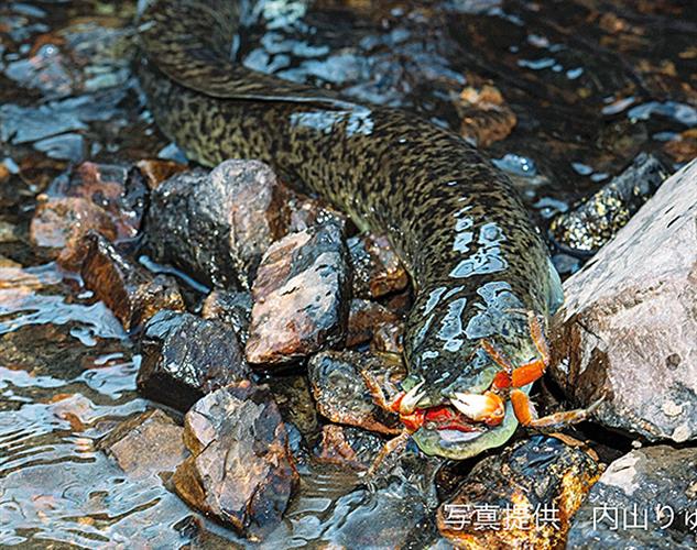 カニを食べるオオウナギ=2023年、鹿児島県内(写真家の内山りゅう氏提供)