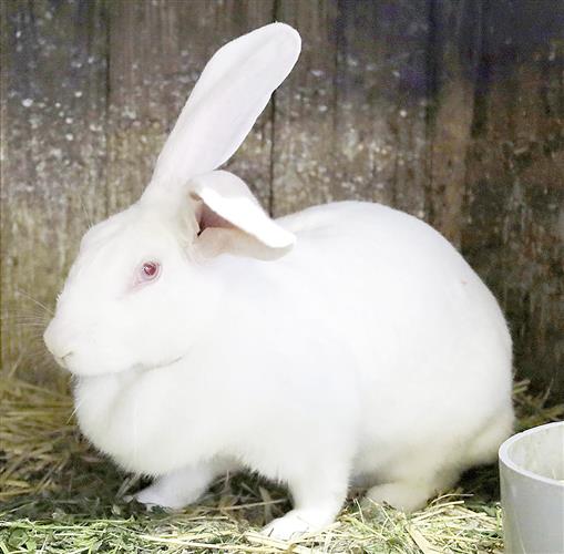 ジャンボうさぎ