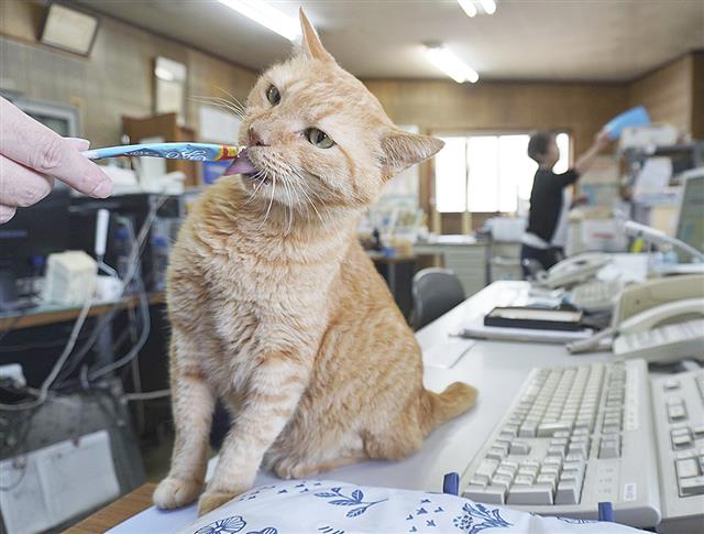 東和交通の事務所内でくつろぐ「ニャルソック隊」隊長の「みゃー」=10月、広島県福山市