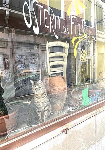 ネズミ駆除のためにシリアやパレスチナから持ち込まれた「ソリアーノ」と呼ばれる猫は現在も街中で見かけることができる