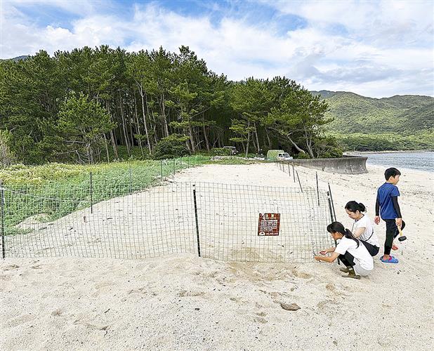 タヌキが入らないようネットを張る地元ボランティア=7月、屋久島の永田浜(屋久島うみがめ館提供)