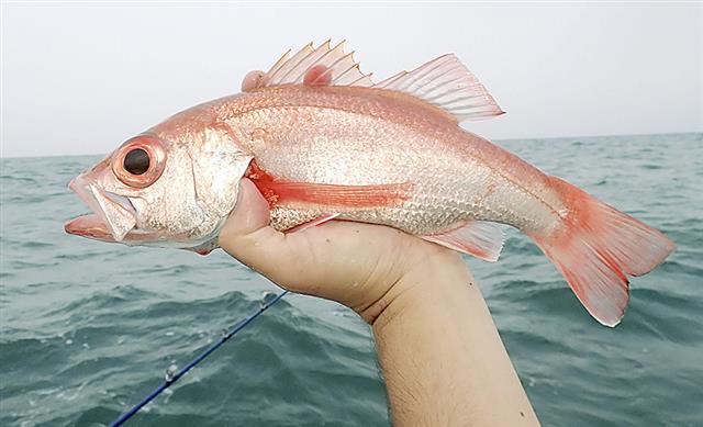 アカムツは、味の良い「ノドグロ」として人気の深海魚だ