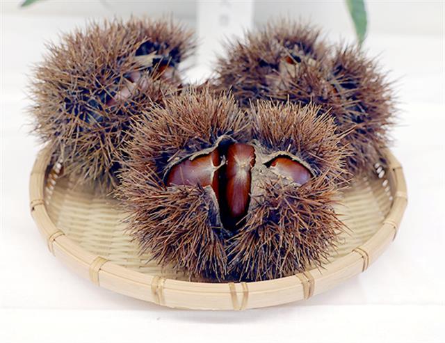 岐阜県中山間農業研究所中津川支所が開発したクリの新品種「えな大豊」