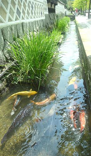 殿町通りの用水路を泳ぐコイ=島根県津和野町
