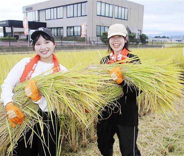 「ナイスライスファーム」が管理する田んぼで稲刈りをする亀田製菓の新入社員=9月、新潟県阿賀野市