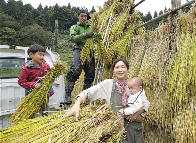 次男の楽を抱きかかえ、刈り取った稲を稲架に掛ける諸岡江美子。夫の龍也、長男の遊の家族4人で作業した=新潟県妙高市(撮影・林昌三)