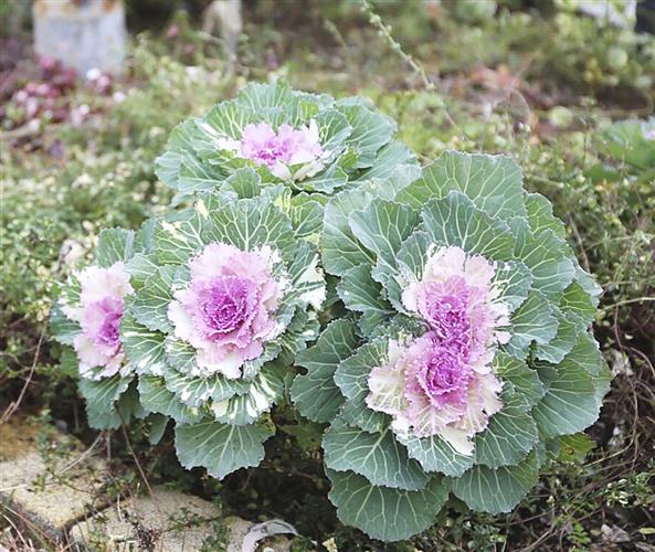 ハボタンは冬の寂しい庭を華やかにしてくれる