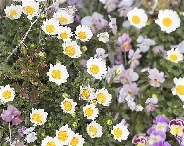 冬の寒さで葉が傷んでも平気で咲くノースポール