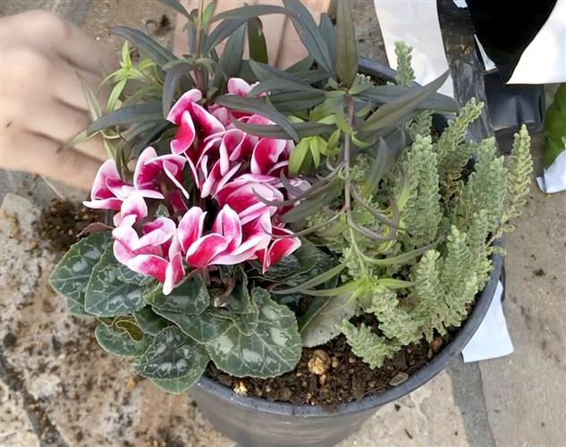 寄せ植えにしているところ。主役にぴったりの存在感