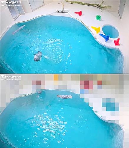 鳥羽水族館のラッコ水槽のライブ映像(上)。飼育員が立ち入った時はプールサイドをモザイク処理し配信されている(下)。=鳥羽水族館(ラッコライブカメラより)