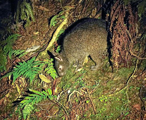 絶滅が心配されているアマミノクロウサギ。自然の権利訴訟の原告となった=2025年9月、奄美大島