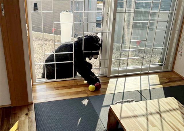 ラティスガードの施工例(写真のクマは着ぐるみ)